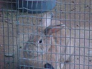 A brown with white rabbit is laying in dirt and it is looking out of the pen it is in.