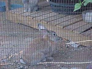 The left side of a brown with white rabbit is sitting in dirt and in front of it is a wooden platform with potted plants on it.