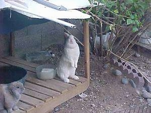 A Florida white rabbit is standing on its back legs and it is lifting itself up to look over an item. There is a clear bowl behind it. Across from it is a brown with white rabbit that is looking to the right.