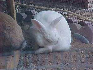 A Florida white rabbit is scratching an itch and in front of it is a brown with white rabbit. They are in an outside pen.
