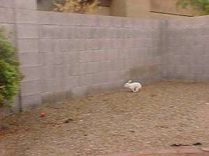 A white rabbit is running around a dirt yard that has a cinder block wall around it.