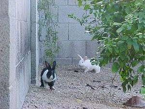 A black with white rabbit is running alongside a cinder block wall with a white rabbit running behind it.