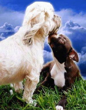 The back of a white Shih Tzu that is standing over top of a brown Boston Terrier that is laying in grass. The Boston Terrier is licking the Shih Tzu's face. The sky is deep blue and the grass is very green.