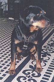 A black and tan Rottweiler is sitting on a rug and it is looking to the right.