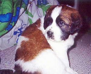 The right side of a small brown and white with black Saint Bernard puppy is sitting across a carpet and it is looking to the left.