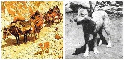 Left Photo - A Sage Ashayeri dog is walking next to a herd of cattle on the move. Right Photo - A black and white photo of a tan dog with small ears standing in dirt.
