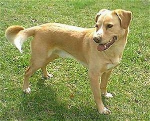 Side view - A tan with white Labrador mix is standing in grass and it is looking to the left. Its mouth is open and tongue is out and tail is hanging low.