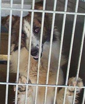A brown and white with black Scotch Collie is standing up against a cage door, its head is tilted to the left, its mouth is open and its tongue is out. It has black spots on its snout.