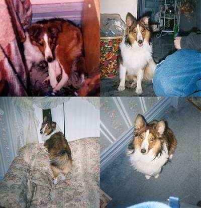 A compilation of images that feature a brown with black and white Shetland Sheepdog at various ages.
