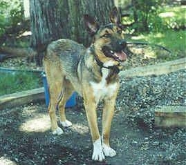 Front side view - A large breed, short haired, perk eared, black and tan with white Shollie dog is standing in front of a tree in dirt looking up and to the right. Its mouth is open and it looks like it is smiling.