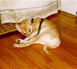 The left side of a tan with white Shiba Inu that is laying across a hardwood floor and it is licking its legs. The dog is wearing a harness.