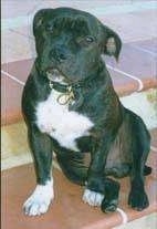 A wide chested, black with white Staffordshire Bull Terrier dog sitting on across a brick step looking forward and its head is slightly tilted to the right.