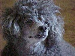 Close up head shot - A fluffy gray Toy Poodle is sitting across a carpeted surface and it is looking to the right.