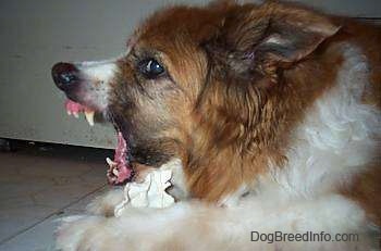 Close up - The back left side of a big brown with white and black dog. It is laying across a tiled floor and its mouth is open very aggressively with its teeth showing.