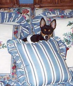 A black and white with tan Rat Terrier is laying in a pile of pillows and it is looking forward. It has large perk ears.