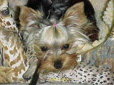 Close up - A black with tan Yorkie is laying down on a dog bed. It has a pink rubber band in its hair holding it out of its round dark eyes.