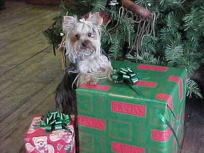 A black with cream, long coated Yorkshire Terrier toy sized dog standing up against a big green with red gift that is under a christmas tree.