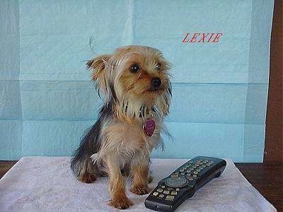 A black and brown Yorkie is sitting on a towel behind a remote and it is looking to the right. Above it is the word in red letters - LEXIE. The dog is almost the same size as the remote.