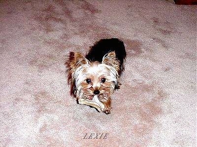 A black with brown Yorkshire Terrier that is standing on a carpet with a tan rawhide chew in its mouth. It is looking up and under it is the word - LEXIE.