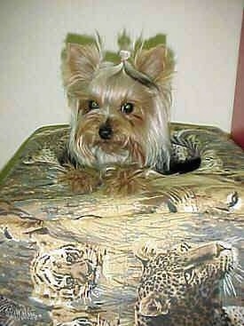 A cream and black Yorkshire Terrier is laying on top of a cushion that has a lot of big wild cats printed on it.