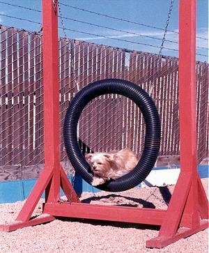 Lindsey the Yorkie is jumping through a circular black tube obstacle on the agility course