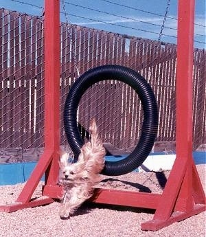 Lindsey the Yorkie landing the jump through the agility circular black tube obstacle