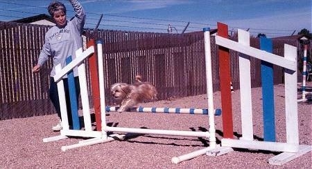 Lindsey the Yorkshire Terrier is jumping over a bar on an agility course. Lindseys owner is right next to the obstacle watching