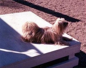 Lindsey the Yorkie is laying on a wooden block at the Obstacle course