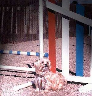 Lindsey the Yorkie is sitting next to an agility obstacle pole.