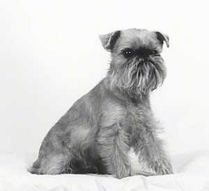 A black and white photo of a small wiry dog with longer hair on the face is sitting on a pillow