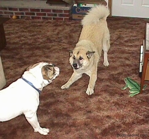 The husky/Shepherd mix is play bowing in front of a bulldog. They are in a house. There is a frog next to them