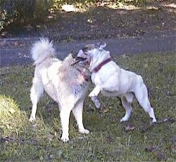 A white Bulldog is jumping and biting the ear of the Husky/Shepherd Mix outside