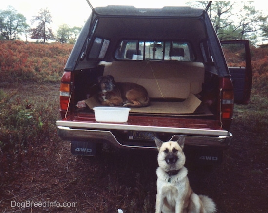 A fluffy white dog with a black snout is sitting outside of a Toyota pick-up truck that has a black cap. There is a brown and black pit bull dog laying in the back of the vehicle and a white water pan on the open tailgate.
