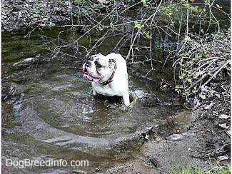 A white with brown bulldog is standing in a body of water and it is panting