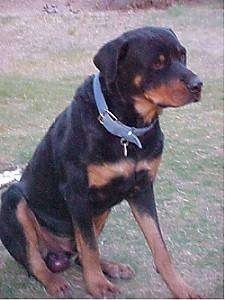 Beau Von Shotz the Rottweiler sitting outside looking into the distance