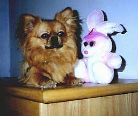 A fringe-eared, small, brown Chihuahua mix is laying on top of a brown wooden table next to a pink plush bunny.