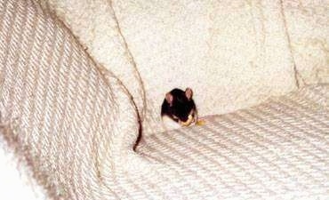 A black and white Mouse is sitting against the back of a white couch eating a banana chip.