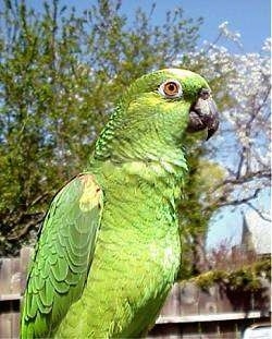 Close up side view - A green and yellow crowned Amazon Parrot is looking to the right.