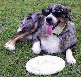 Baron the Australian Shepherd is laying in a field in front of a white frisbee. Baron is wearing sunglasses and its mouth is open and tongue is out