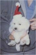 Bichon Frise puppy in a Santa hat with a person holding him