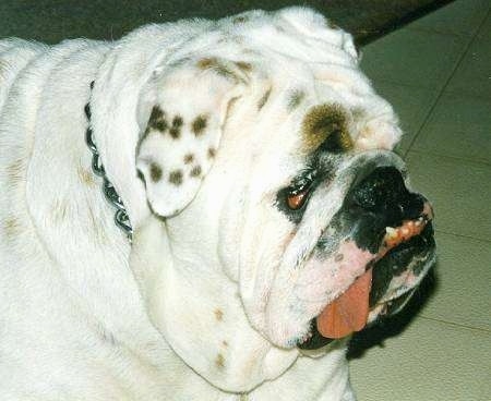 Close Up side view of an English Bulldog with a few inches of tongue hanging out of the left side of her mouth