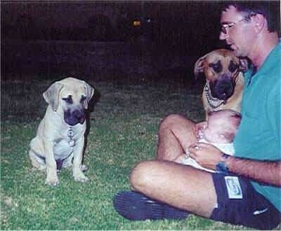 Maximillion the Boerboel as a puppy sitting in front of its owner who has a baby in his lap with an adult Boerboel next to him