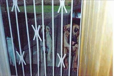 Maximillion and Trelsa Bianca the Boerboels sit together with the cat in front of the gate