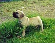 Maximillion the Boerboel as a puppy walking in to tall grass