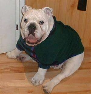 Clarence the English Bulldog wearing a green shirt sitting on a hardwood floor with its mouth open