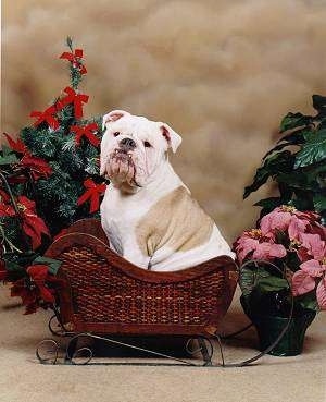 Big Mack the Bulldog sitting in a brown wicker sleigh in front of a potted poinsettia plant and a small Christmas tree