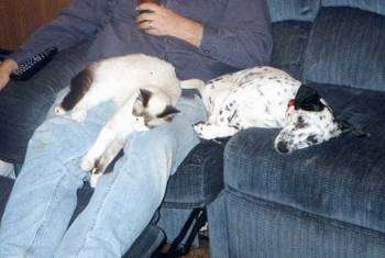 Sky the Ragdoll cat is laying in the lap of a man on a blue recliner chair and Bubbles the black and white dog is sleeping next to them on a couch