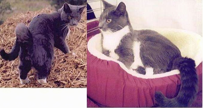 Left Photo - Soloman the Ring-tailed Cat is walking up a pile of hay; Right Photo - Soloman the Ring-tailed Housecats is laying in a cat bed and looking to the left