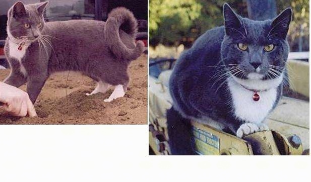 Left Photo - Soloman the Ring-Tailed Cat is standing in dirt and looking to the right and there is a hand poking a hole in the dirt; Right Photo - Close Up - Soloman the Ring-Tailed Cat is standing on a machine and looking towards a camera holder