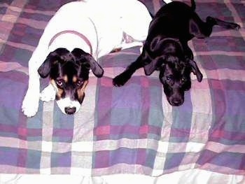A white with black and tan Lab mix is laying next to a smaller black dog at the edge of a human's bed that has a plaid comforter on it